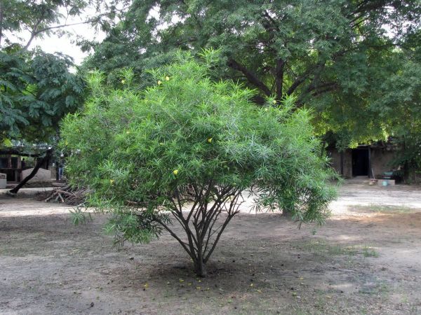 Thevetia peruviana
Mexican oleander (Eng) Peeli kaner (Hin)
Trefwoorden: Plant;Boom;Apocynaceae