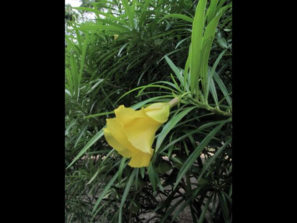 Thevetia peruviana
Mexican oleander (Eng) Peeli kaner (Hin)
Trefwoorden: Plant;Boom;Apocynaceae;Bloem;geel