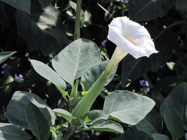 Datura wrightii
Hairy Thorn-Apple, Sacred Datura (Eng)
Trefwoorden: Plant;Solanaceae;Bloem;wit
