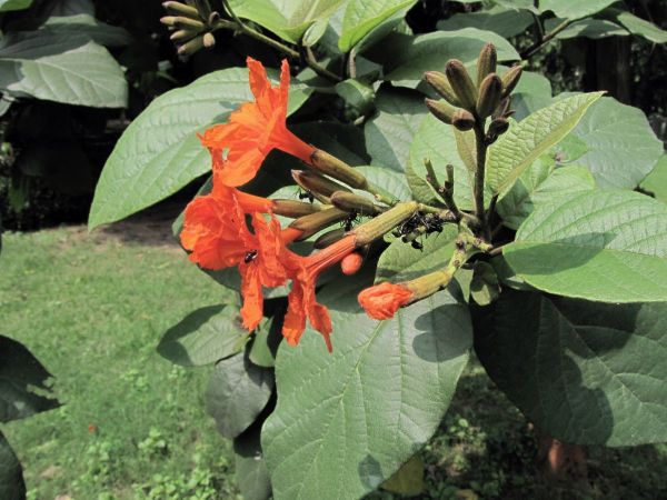 Cordia sebestena
Scarlet Cordia (Eng) Lal Lasora, Bohari (Hin)
Trefwoorden: Plant;Boom;Boraginaceae;Bloem;rood;oranje