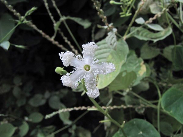 Trichosanthes cucumerina
Snake Gourd (Eng) Chachinda, Chichonda (Hin) 
Trefwoorden: Plant;Cucurbitaceae;Bloem;wit;cultuurgewas