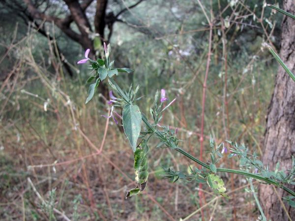 Dicliptera foetida
Stinking Foldwing (Eng)
Trefwoorden: Plant;Acanthaceae;Bloem;paars;roze
