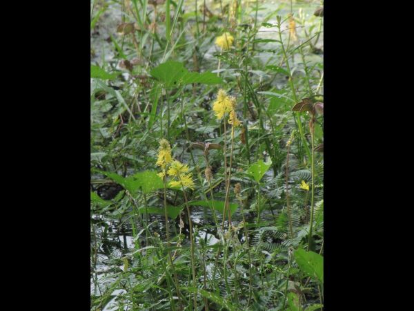 Neptunia oleracea
Water Mimosa (Eng) Lajalu (Hin)
Trefwoorden: Plant;Fabaceae;Bloem;geel;waterplant