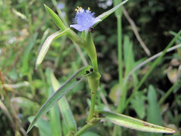 Cyanotis axillaris
Creeping Craddle Plant (Eng) Kana (Hin)
Trefwoorden: Plant;Commelinaceae;Bloem;blauw