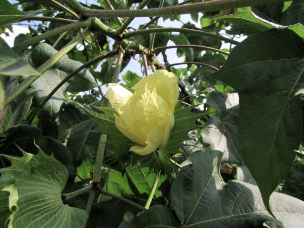 Gossypium arboreum
Tree Cotton (Eng) Kapas (Hin)
Trefwoorden: Plant;Malvaceae;Bloem;geel;cultuurgewas
