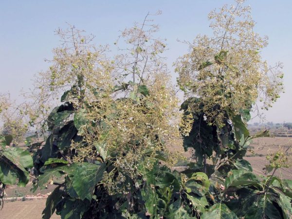 Tectona grandis
Indian-Oak, Teak (Eng) Sagun (Hin) - inflorescence
Trefwoorden: Plant;Boom;Verbenaceae;cultuurgewas;Bloem;wit