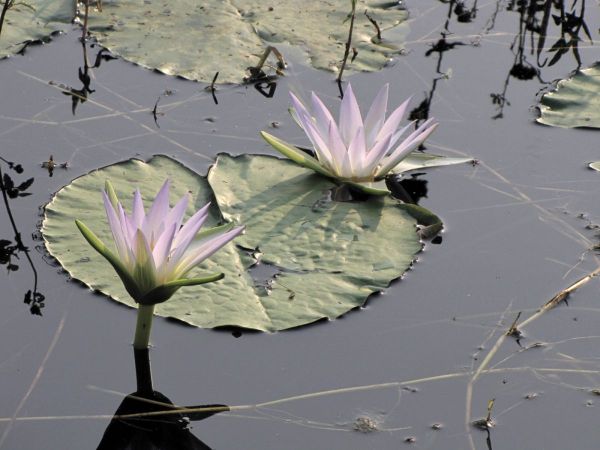 Nymphaea nouchali
Indian Blue Lotus, Blue Water LIly (Eng) Neelkamal (Hin)
Trefwoorden: Plant;Nymphaeaceae;Bloem;blauw;violet;waterplant