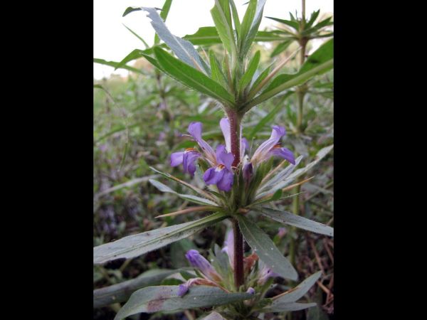 Hygrophila auriculata 
Marsh Barbel (Eng) Bhankari, Gokula Kanta (Hin)
Trefwoorden: Plant;Acanthaceae;Bloem;blauw;paars