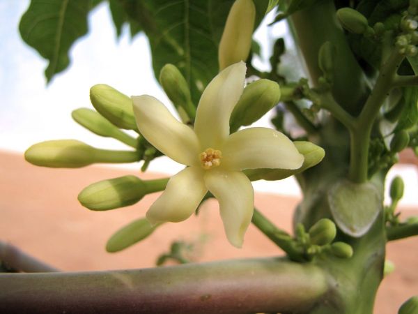 Carica papaya
Papaya (Eng) Papita (Hin) - male flower
Trefwoorden: Plant;Caricaceae;Bloem;wit;cultuurgewas