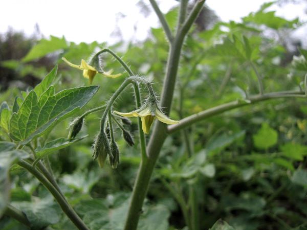 Solanum lycopersicum
Tomato (Eng) Vilayati-baingan, Tamatar (Hin)
Trefwoorden: Plant;Solanaceae;Bloem;geel;cultuurgewas