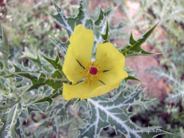 Argemone mexicana
Mexican Prickly Poppy (Eng) Satyanashi, Bharband (HIn)
Trefwoorden: Plant;Papaveraceae;Bloem;geel