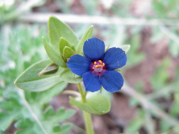 Anagallis arvensis foemina
Blue Pimpernel (Eng) Neel (Hin) Blauw Guichelheil (Ned)
Keywords: Plant;Primulaceae;Bloem;blauw