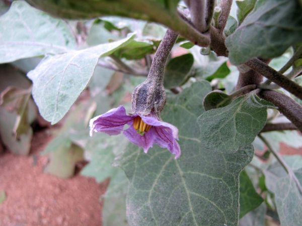 Solanum melongena
Eggplant, Aubergine (Eng) Baingan (Hin)
Trefwoorden: Plant;Solanaceae;Bloem;purper;cultuurgewas