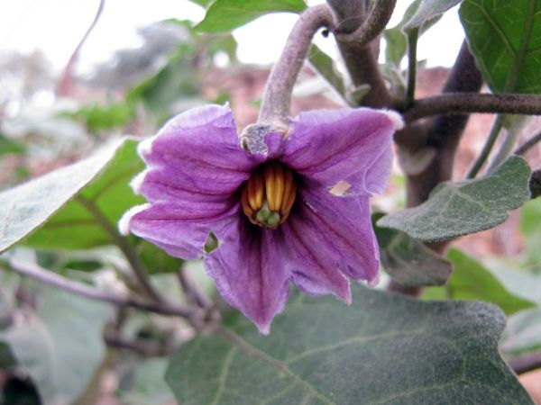 Solanum melongena
Eggplant, Aubergine (Eng) Baingan (Hin)
Trefwoorden: Plant;Solanaceae;Bloem;purper;cultuurgewas