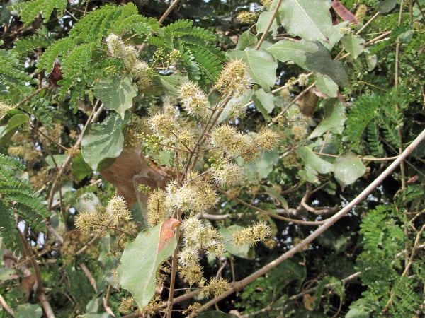 Combretum nanum
Dwarf Bushwillow (Eng)
Trefwoorden: Plant;Combretaceae;Bloem;wit