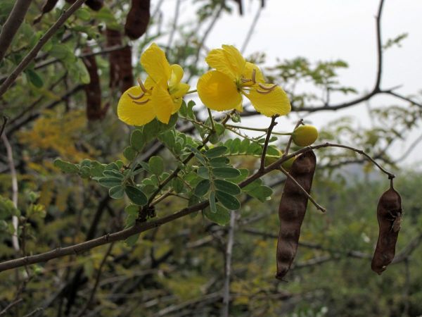 Senna auriculata
Tanner's Cassia (Eng) Tarwar (Hin)
Trefwoorden: Plant;Boom;Fabaceae;Bloem;geel