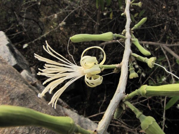 Alangium salvifolium
Sage leaved Alangium (Eng) Ankol (Hin)
Trefwoorden: Plant;Cornaceae;Bloem;wit