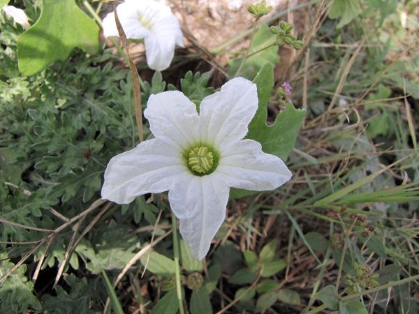 Coccinia grandis
Ivy Gourd (Eng) Kunduru (Hin)
Trefwoorden: Plant;Cucurbitaceae;Bloem;wit