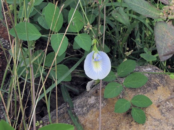 Clitoria ternatea
Butterfly Pea (Eng) Aparajita (Hin)
Trefwoorden: Plant;Fabaceae;Bloem;blauw