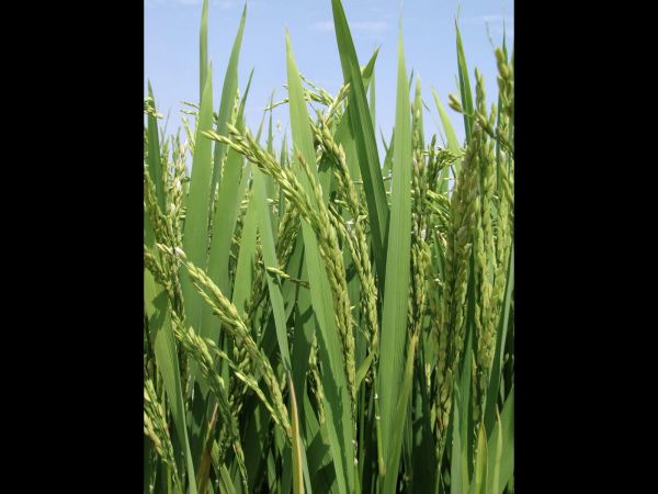 Oryza sativa
Rice (Eng) Chaval (Hin)
Trefwoorden: Plant;Poaceae;cultuurgewas