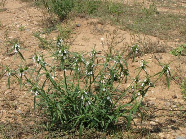 Leucas aspera
Common Leucas (Eng) Chhota halkusa (Hin) 
Trefwoorden: Plant;Lamiaceae;Bloem;wit