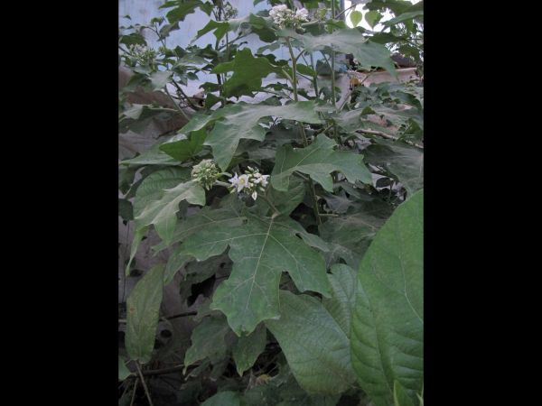 Solanum torvum
Devil's Fig, Turkye Berry (Eng) Bhurat (Hin)
Trefwoorden: Plant;Solanaceae;Bloem;wit