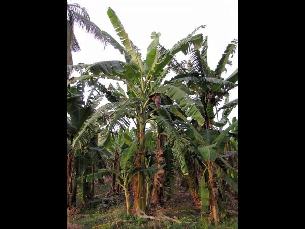 Musa paradisiaca
Banana (Eng) Kela (Hin)
Trefwoorden: Plant;Musaceae;cultuurgewas