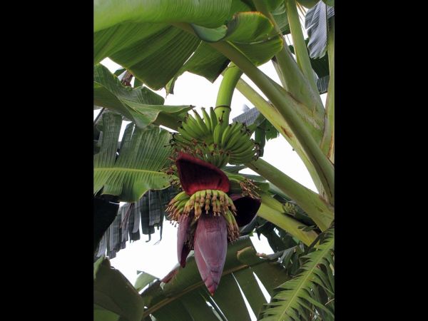 Musa paradisiaca
Banana (Eng) Kela (Hin)
Trefwoorden: Plant;Musaceae;Bloem;rood;vrucht;cultuurgewas