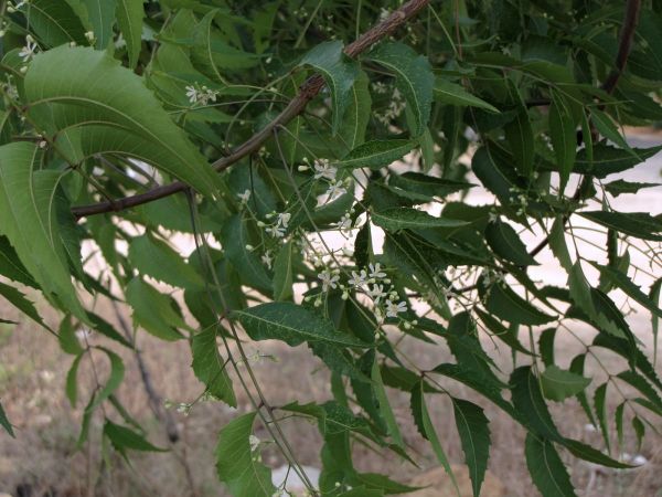 Azadirachta indica
Neem (Eng/Hin)
Trefwoorden: Plant;Boom;Meliaceae;Bloem;wit