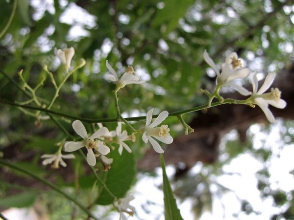 Azadirachta indica
Neem (Eng/Hin)
Trefwoorden: Plant;Boom;Meliaceae;Bloem;wit