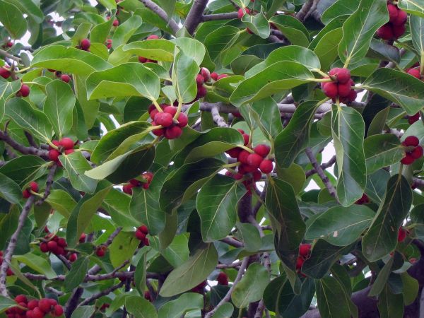 Ficus benghalensis
Banyan Tree (Eng) Barh (Hin)
Trefwoorden: Plant;Boom;Moraceae;vrucht