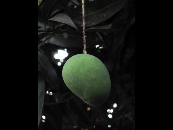 Mangifera indica
Mango Tree (Eng) Am (Hin)
Trefwoorden: Plant;Boom;Anacardiaceae;vrucht;cultuurgewas