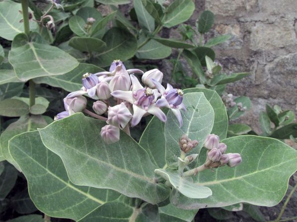 Calotropis gigantea
Crown Flower (Eng) Safed Aak (Hin)
Trefwoorden: Plant;Apocynaceae;Bloem;purper;wit