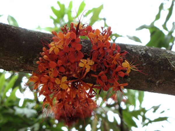 Saraca asoca
Sita Ashok (Eng/Hin)
Trefwoorden: Plant;Boom;Fabaceae;Bloem;oranje;rood