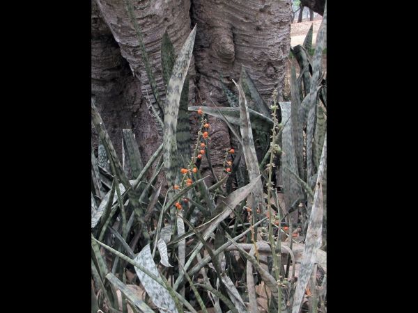 Sansevieria trifasciata
Snake Plant (Eng)
Trefwoorden: Plant;Asparagaceae;vrucht