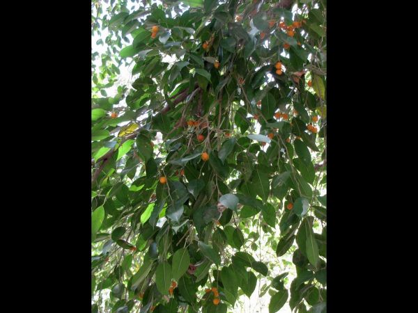 Ficus benjamina
Weeping Fig (Eng) Pukar (Hin)
Trefwoorden: Plant;Boom;Moraceae;vrucht