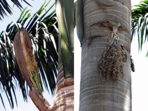 Roystonea regia
Royal Palm (Eng) - inflorescence
Trefwoorden: Plant;Boom;Arecaceae;Bloem;wit