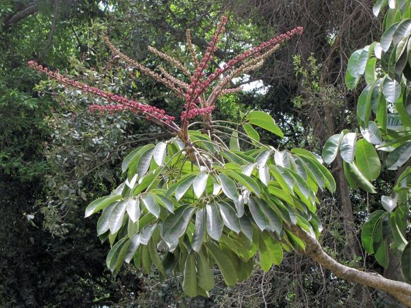 Schefflera actinophylla
Umbrella Tree, Octopus Tree (Eng)
Trefwoorden: Plant;Boom;Arialaceae;Bloem;rood