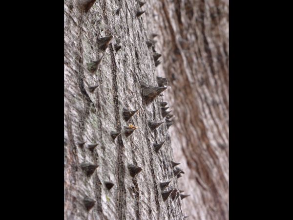 Bombax insigne
White Silk Cotton Tree (Eng)
Trefwoorden: Plant;Boom;Malvaceae