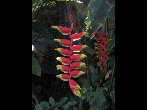Heliconia rostrata
Lobster Claw (Eng)
Trefwoorden: Plant;Heliconiaceae;Bloem;rood