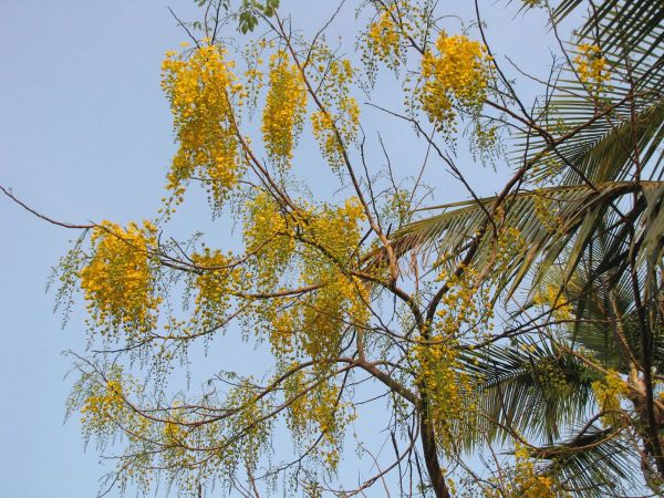 Cassia fistula
Indian Laburnum (Eng) Amaltas (Hin)
Trefwoorden: Plant;Boom;Fabaceae;Bloem;geel