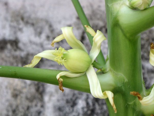 Carica papaya
Papaya (Eng) Papita (Hin) - female flower fruiting
Trefwoorden: Plant;Caricaceae;Bloem;wit;cultuurgewas
