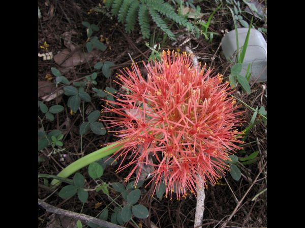 Scadoxus multiflorus
Blood Lily (Eng)
Trefwoorden: Plant;Amaryllidaceae;Bloem;oranje;rood