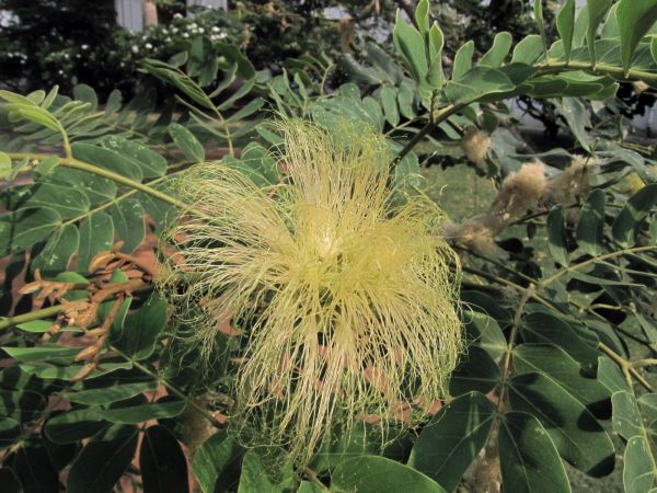 Albizia lebbeck
Siris Tree (Eng) Siris (Hin)
Trefwoorden: Plant;Boom;Fabaceae;Bloem;geel