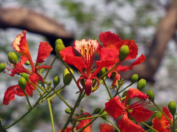 Delonix regia
Flame Tree (Eng) Gulmohar (Hin)
Trefwoorden: Plant;Boom;Fabaceae;Bloem;rood