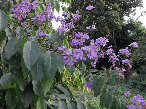 Lagerstroemia speciosa
Pride of India (Eng) Jarul (Hin)
Trefwoorden: Plant;Boom;Lythraceae;Bloem;paars;roze
