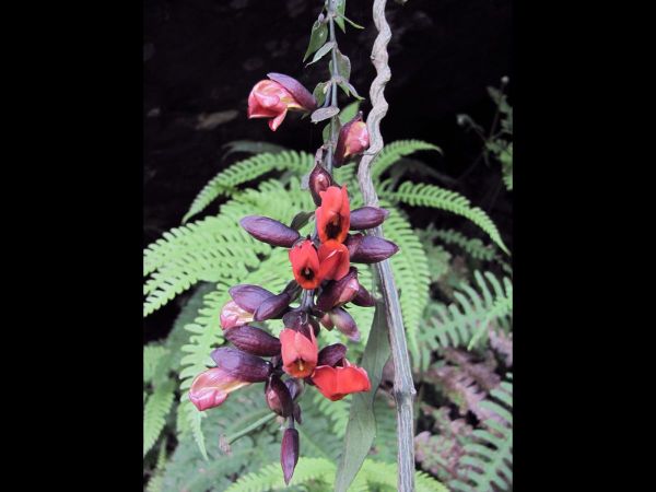 Thunbergia coccinea
Scarlet Clock Vine (Eng)
Trefwoorden: Plant;Acanthaceae;Bloem;rood