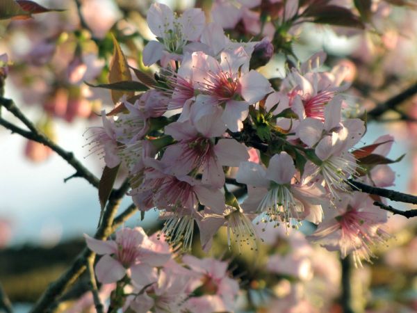 Prunus cerasoides
Wild Himalayan Cherry (Eng) Padam (Hin)
Trefwoorden: Plant;Boom;Rosaceae;Bloem;roze