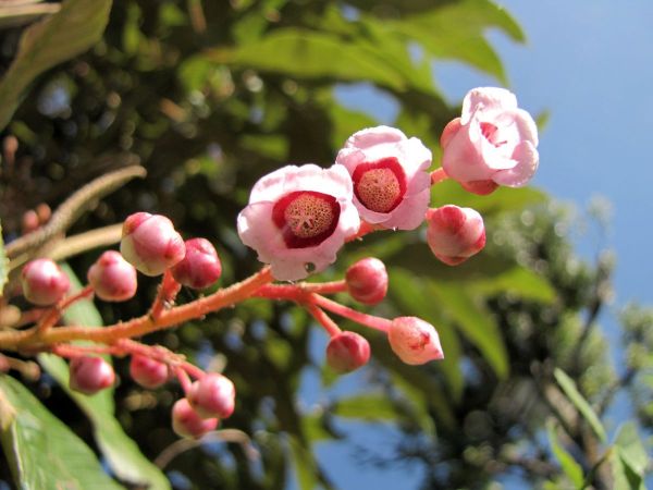 Saurauia napaulensis
Gogan (Eng) Goganda (Hin) Gogan (Nep) 
Trefwoorden: Plant;Boom;Actinidiaceae;Bloem;roze