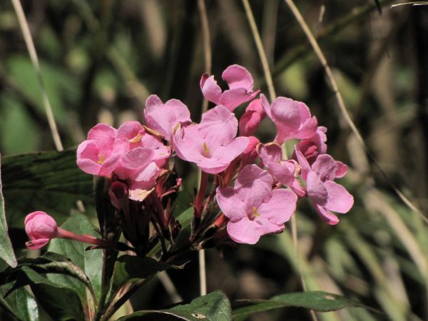 Luculia gratissima
Pleasant Luculia (Eng) Ban Kangiyo (Nep)
Trefwoorden: Plant;Rubiaceae;Bloem;roze